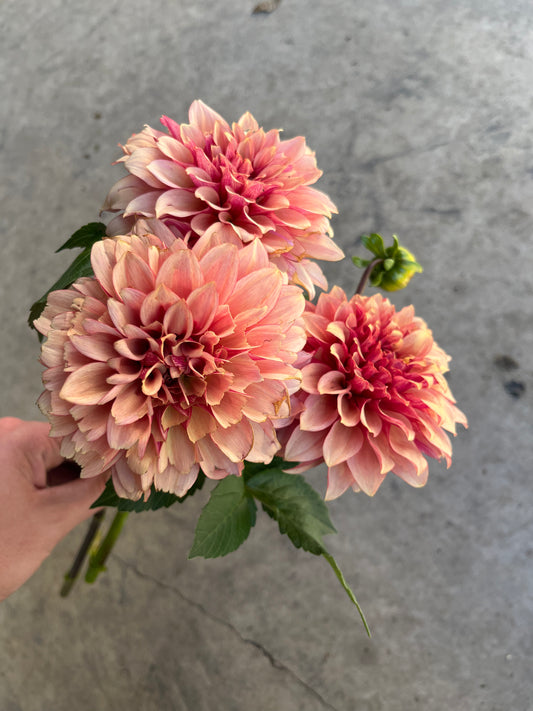RC- Dahlia 'Creme Brulee' (1 plant)