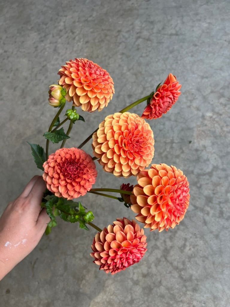 RC- Dahlia 'Valley Rust Bucket'  (4 pack)