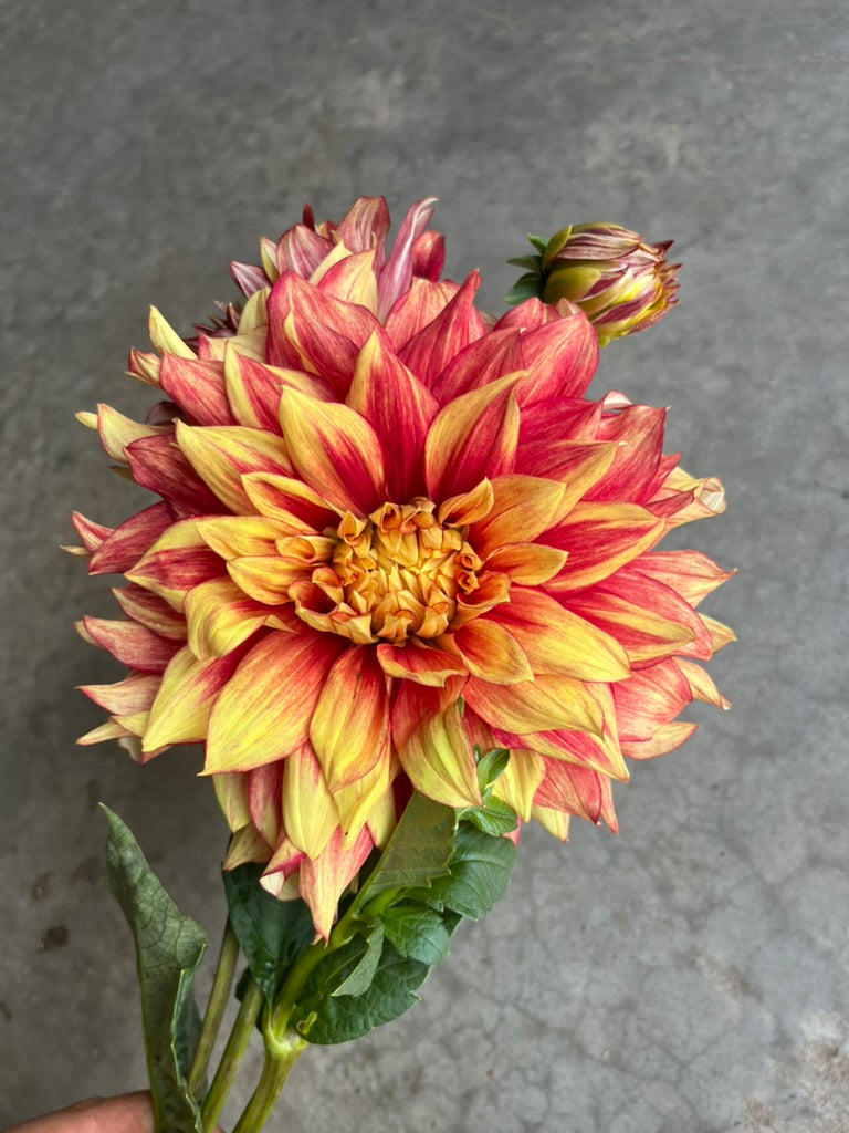 RC- Dahlia 'Dazzling Sun' (4 pack)
