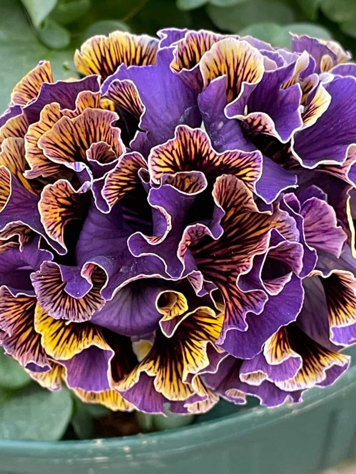 Pansy 'Elegance Dawn to Dusk'