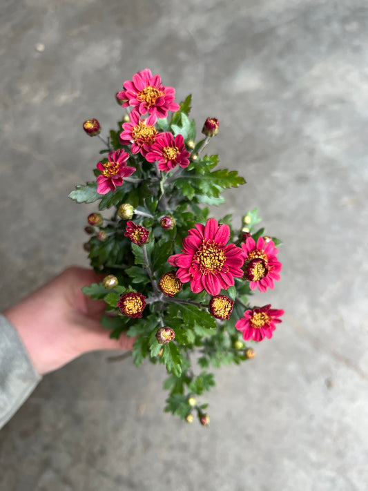 RC- Chrysanthemum 'Rose Maiko' (4 pack)