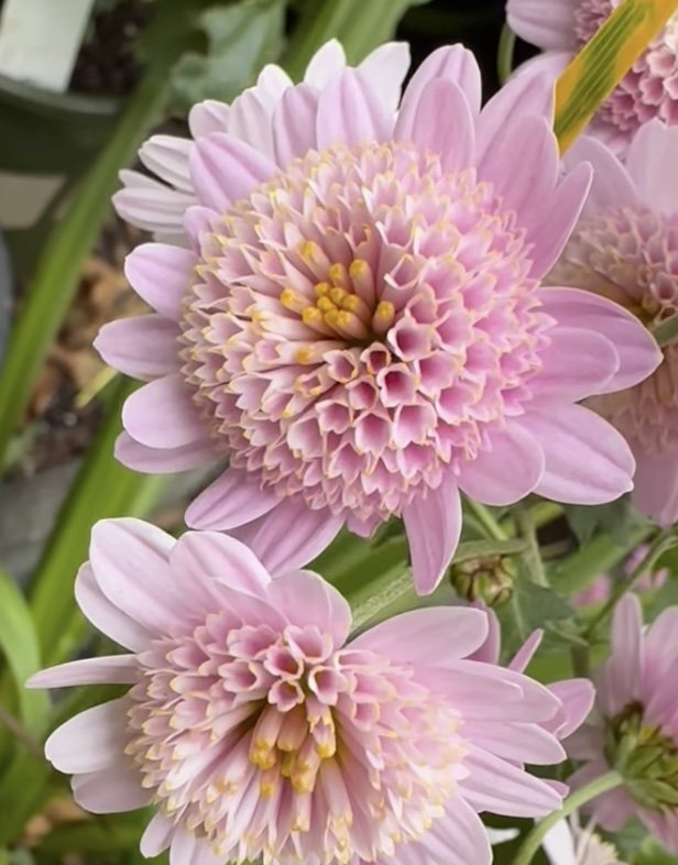 RC- Chrysanthemum 'Pink Fleece' (4 pack)