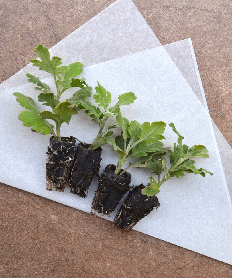 RC- Chrysanthemum 'Fort Vancouver' (4 pack)