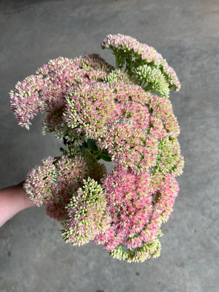 URC Bulk - Sedum 'Autumn Joy' (50 ct)
