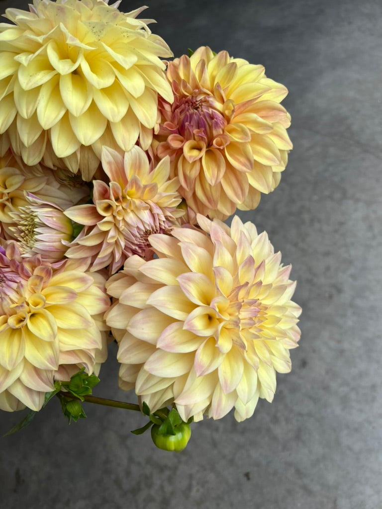 RC- Dahlia 'Miss Amara' (4 pack)