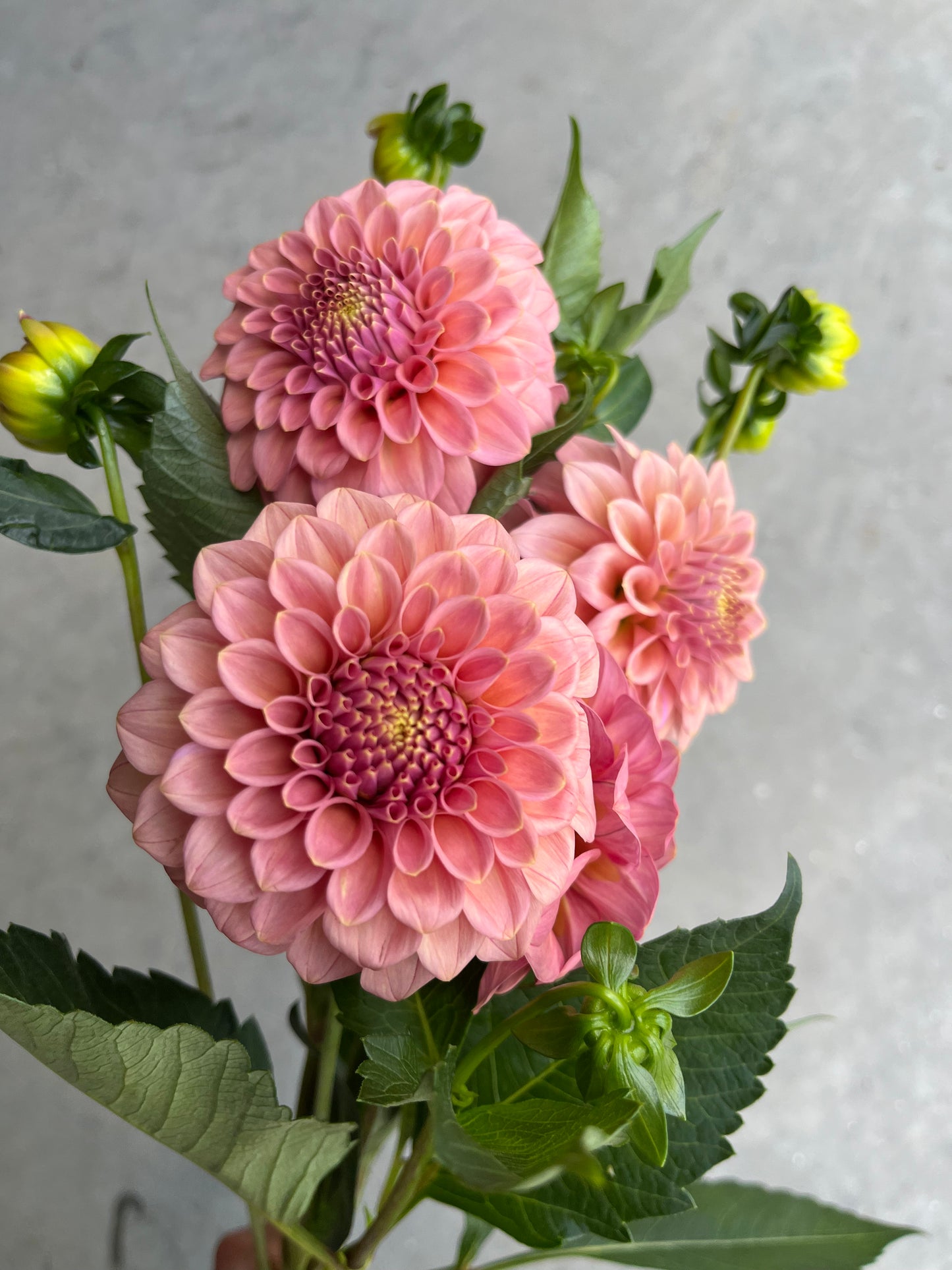 URC 'Rock Run Ashley' Dahlia 10 Cuttings