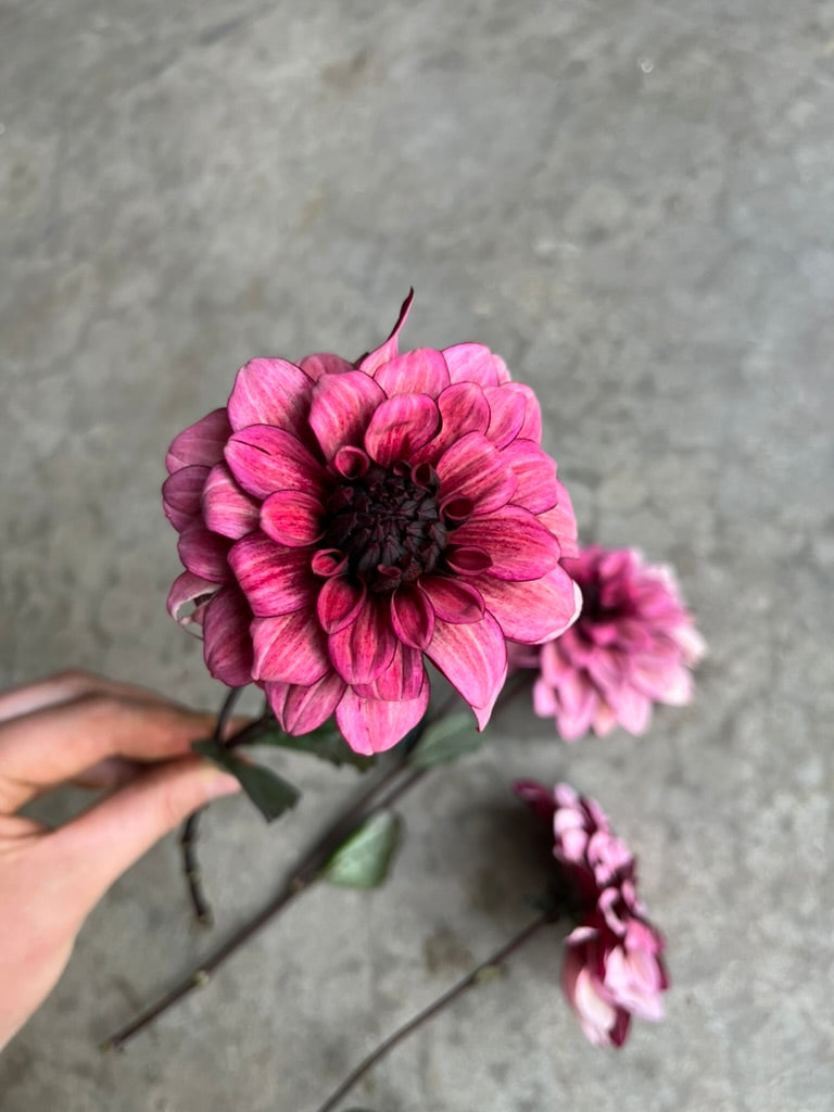 RC- Dahlia 'Night Silence'  (1 plant)