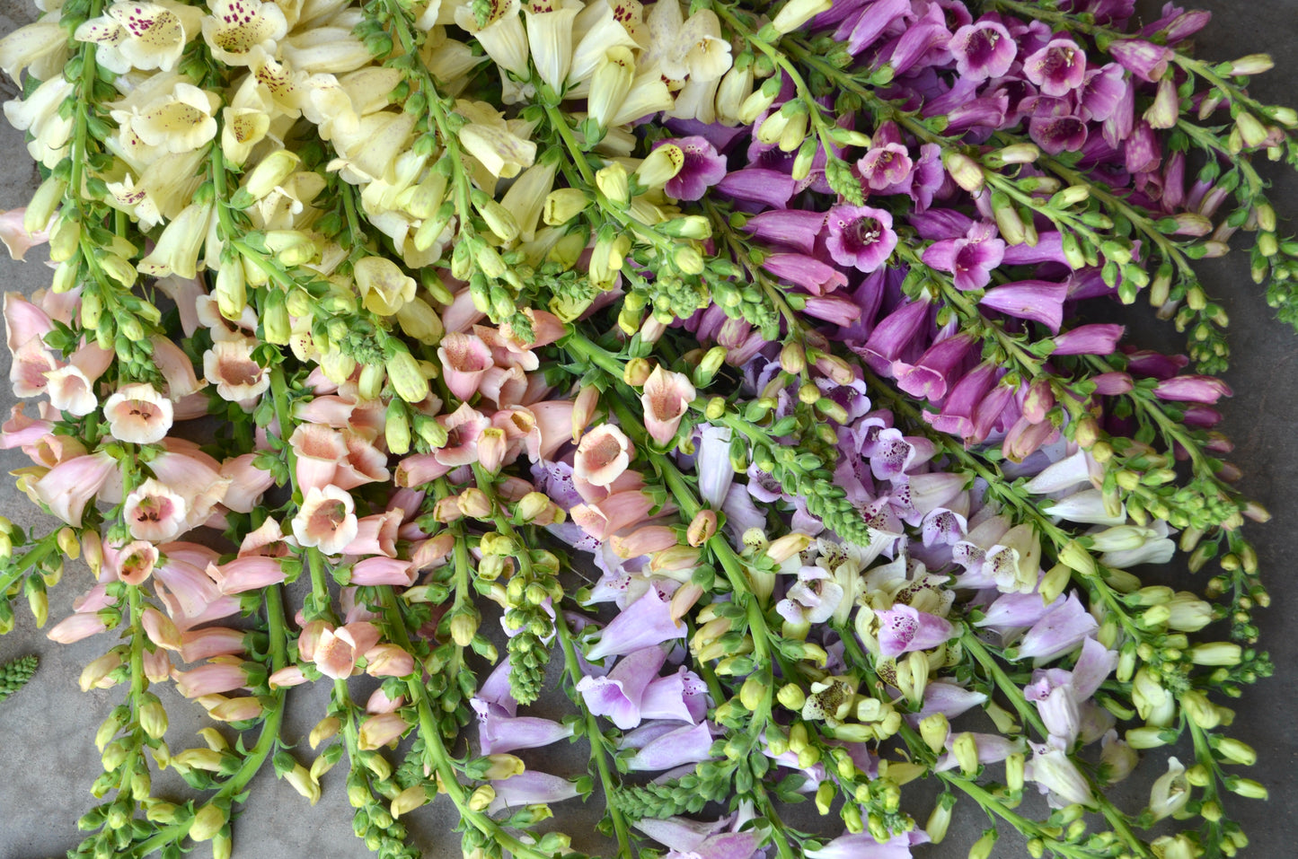 Digitalis 'Dalmation Mix'