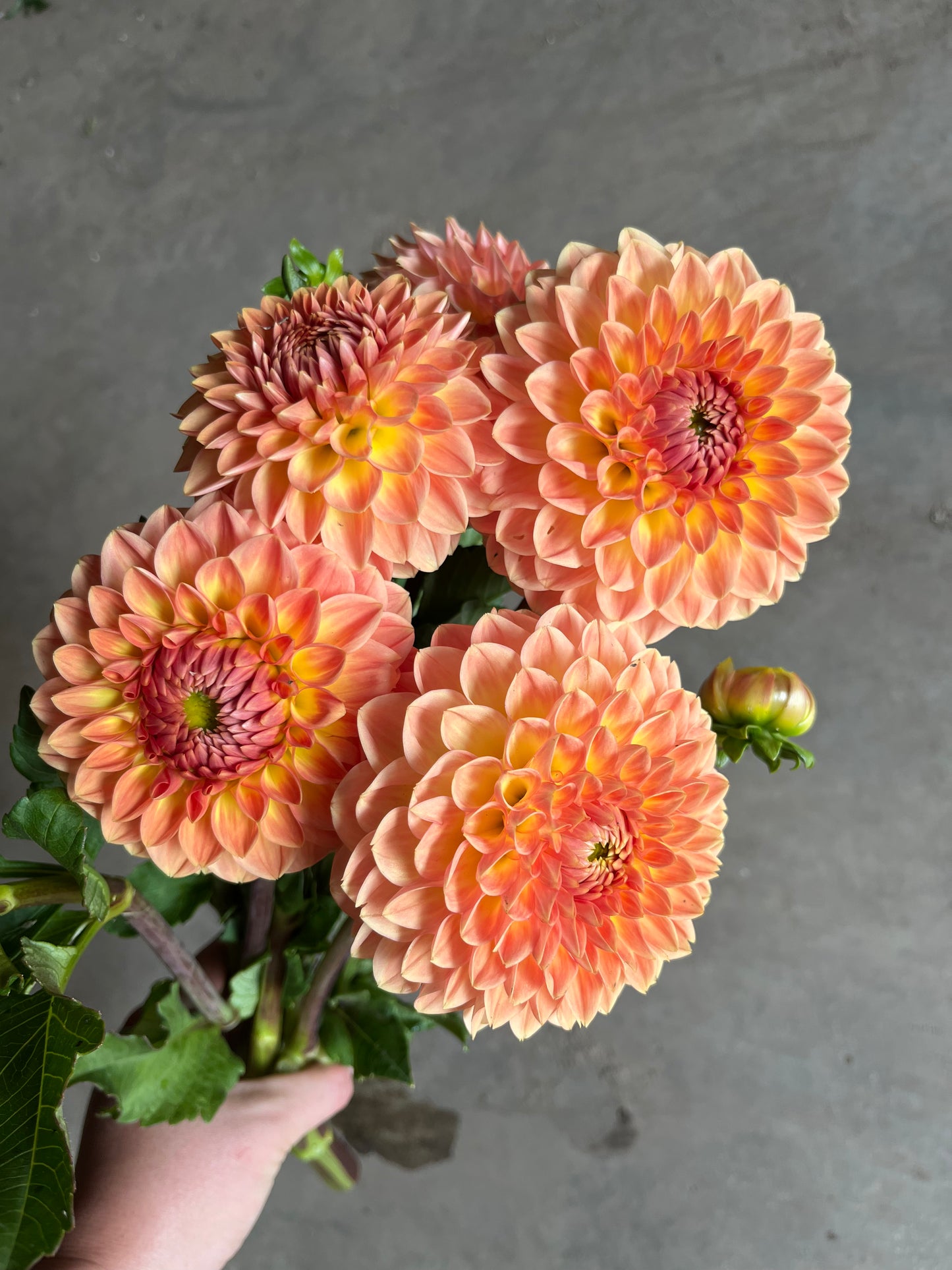 RC- Dahlia 'Blyton Softer Gleam' (4 pack)