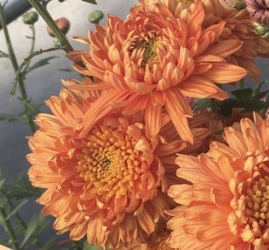 RC- Chrysanthemum 'Daybreak' (4 pack)