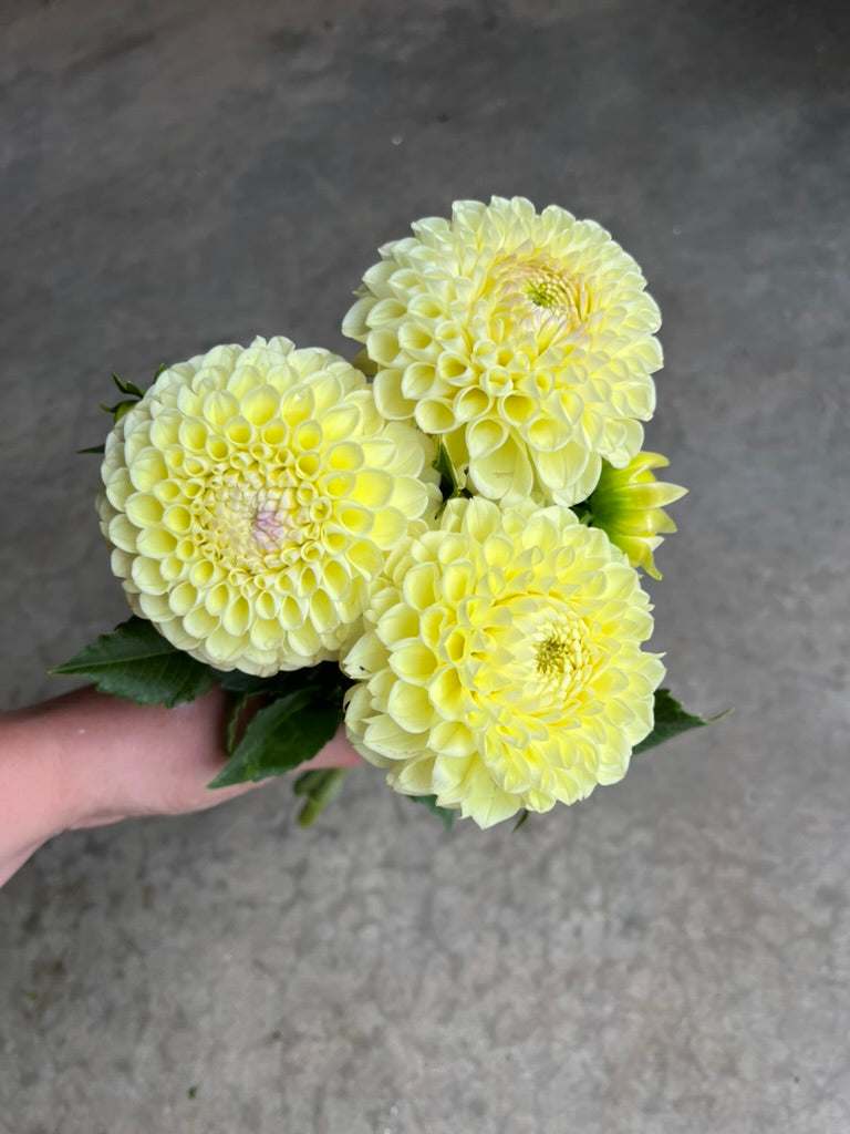 RC- Dahlia 'MM Buttercream'  (4 pack)