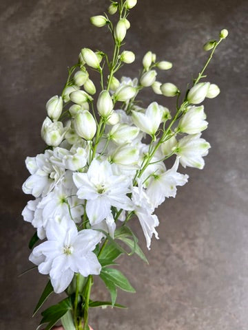 Delphinium Fonte White