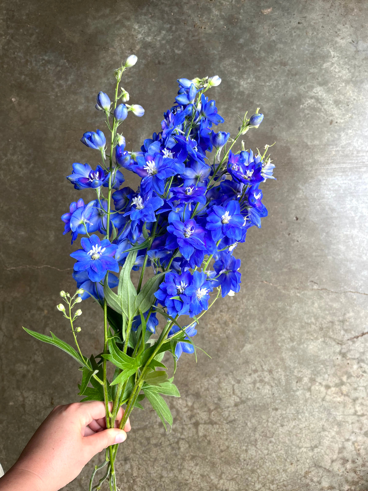 Delphinium Fonte Blue