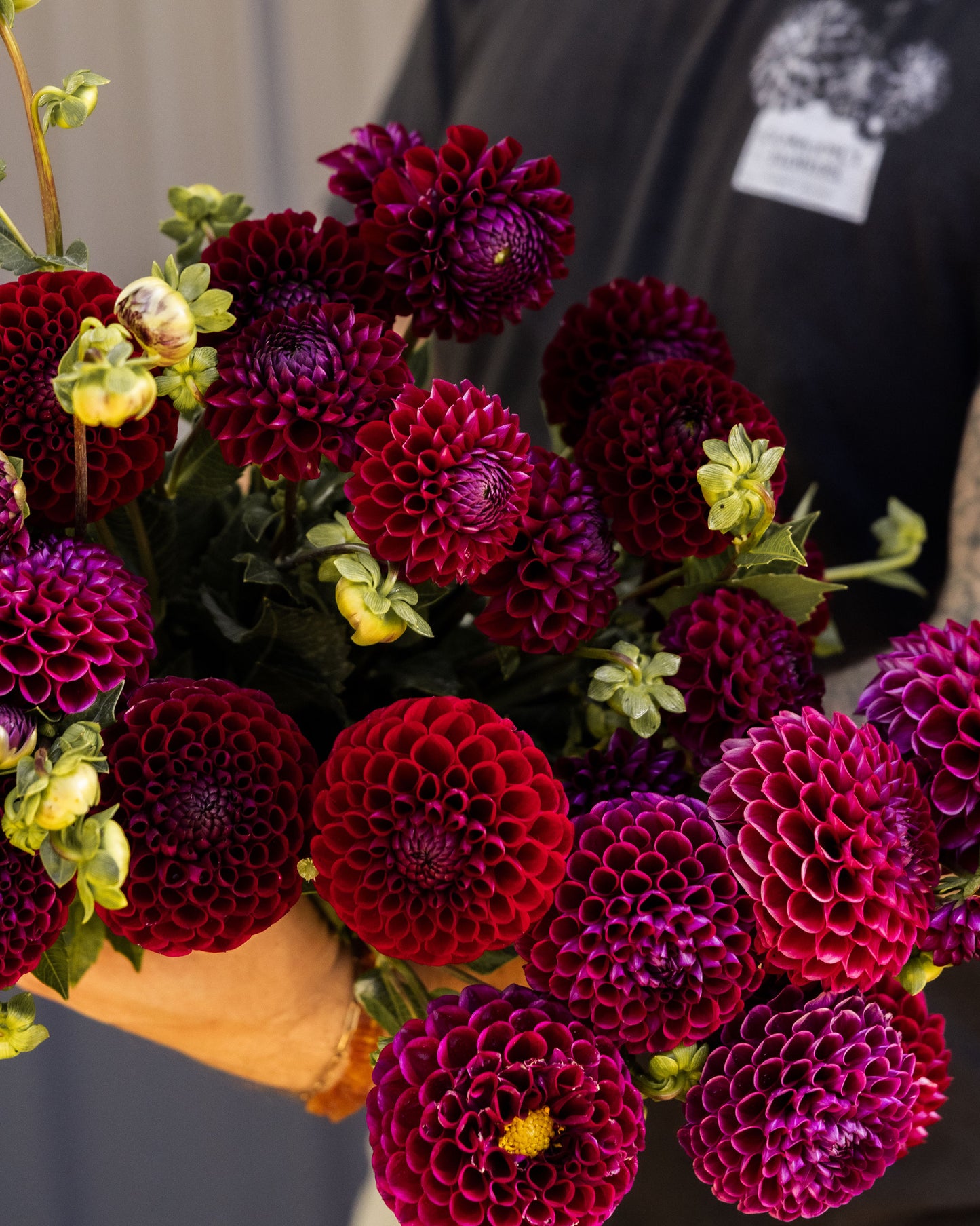 RC- Dahlia 'Ivanetti'  (4 pack)