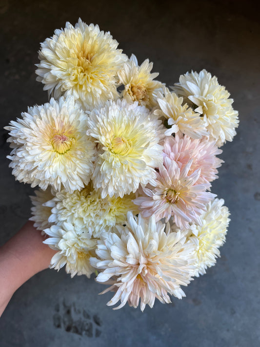 RC- Chrysanthemum 'Chiffon' (4 pack)