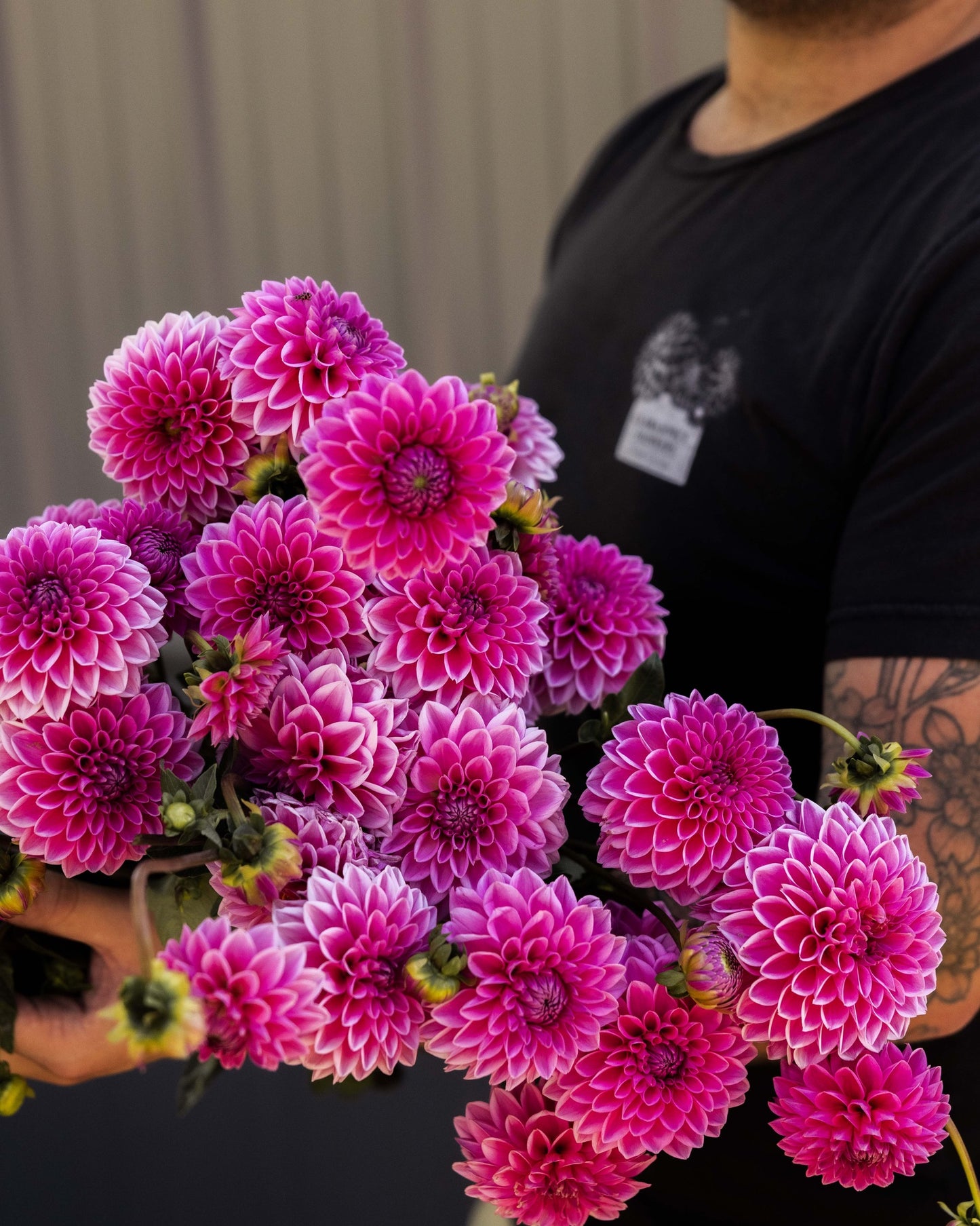 RC- Dahlia 'Pink Sylvia'  (4 pack)