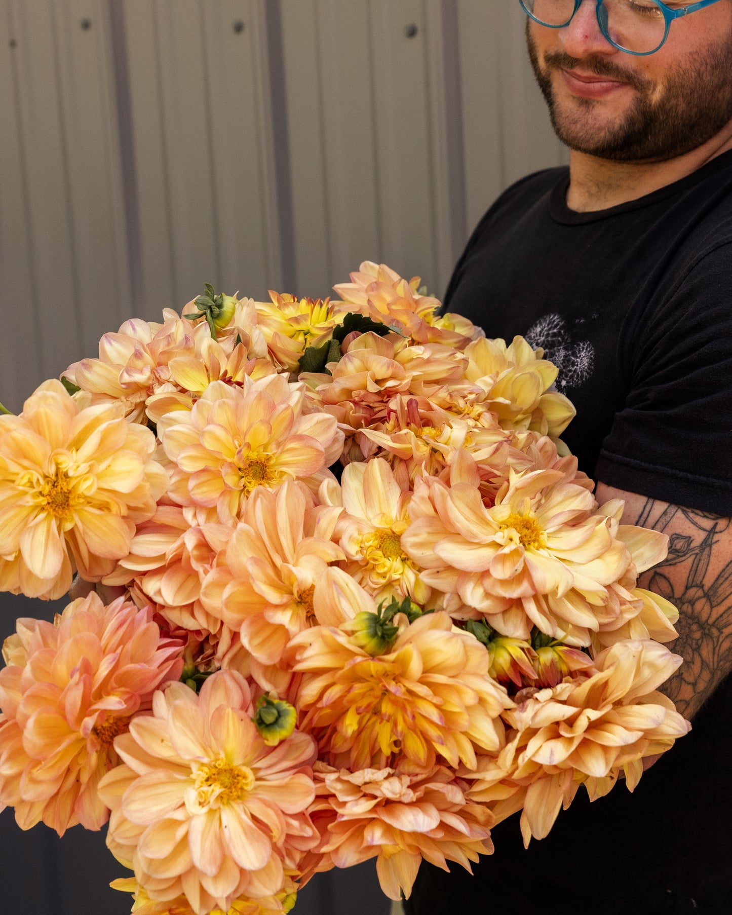 RC- Dahlia 'Ace Summer Sunset' (4 pack)