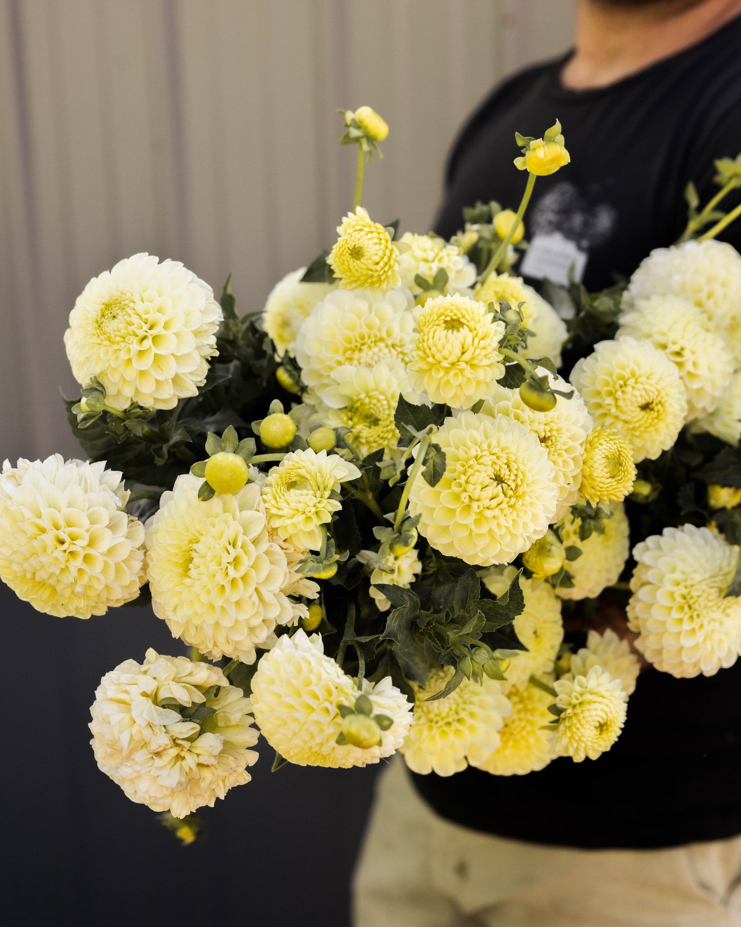 RC- Dahlia 'MM Buttercream'  (4 pack)