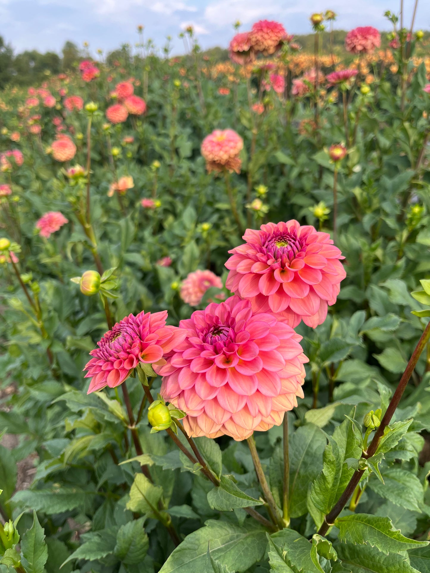 RC- Dahlia 'Iced Tea'  (4 pack)