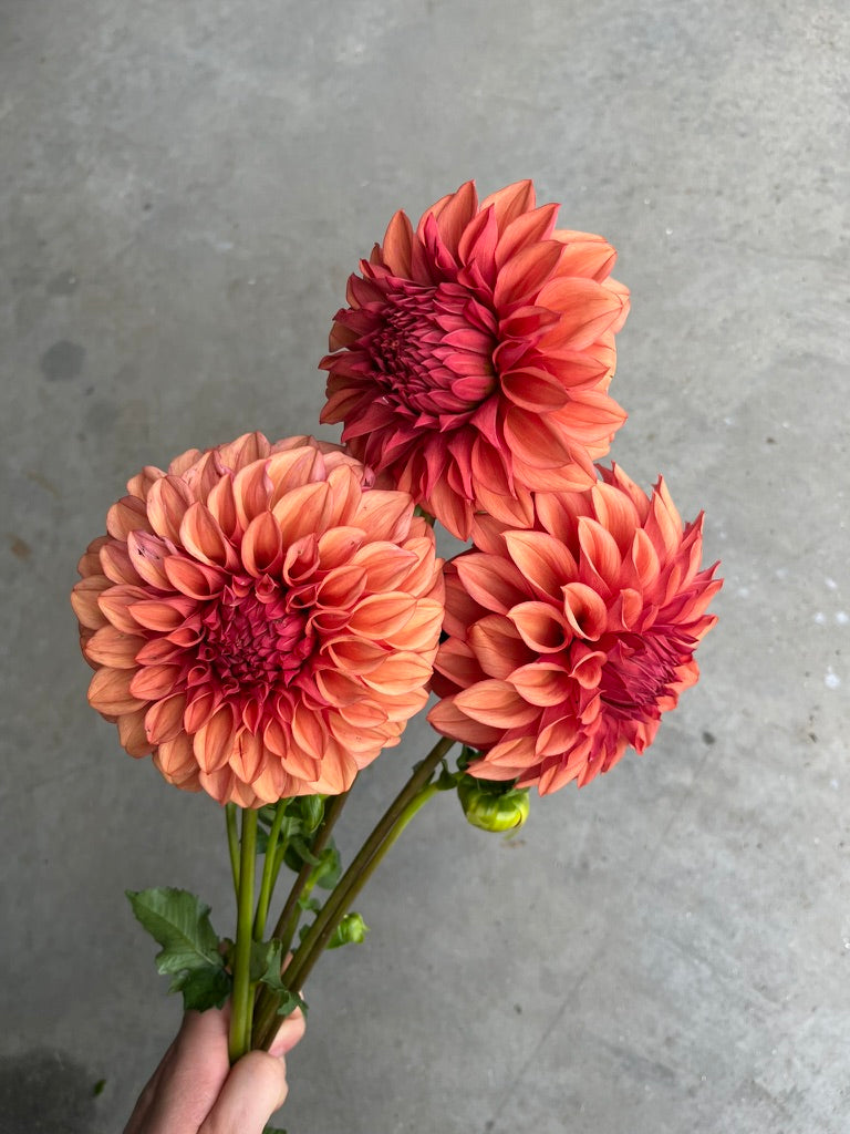 RC- Dahlia 'Orange Globe' (4 pack)