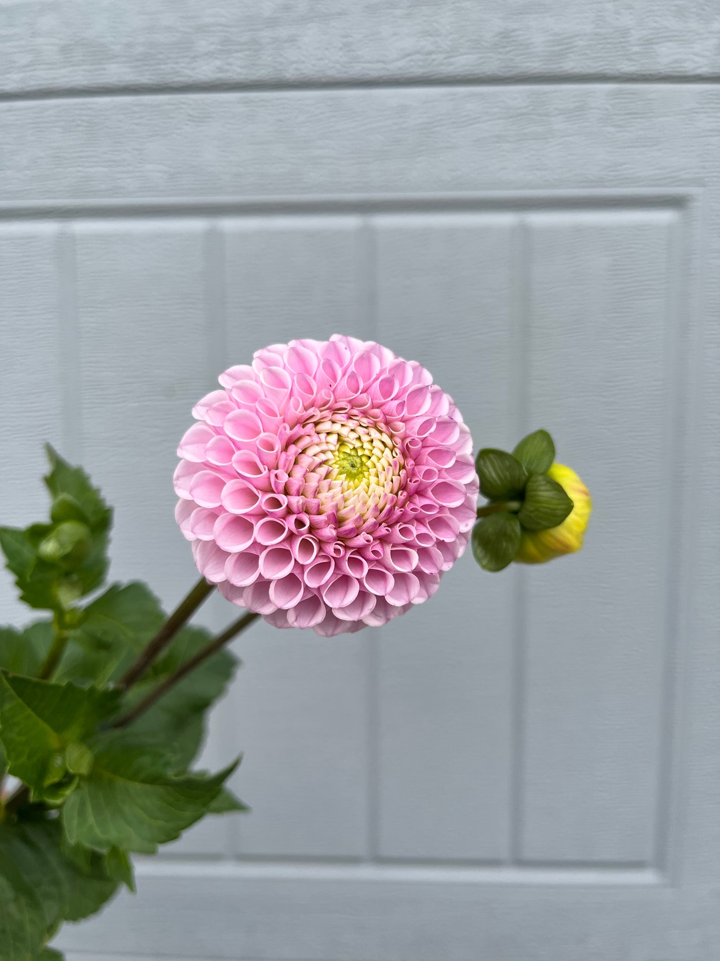 RC- Dahlia 'Fifi' (1 plant)