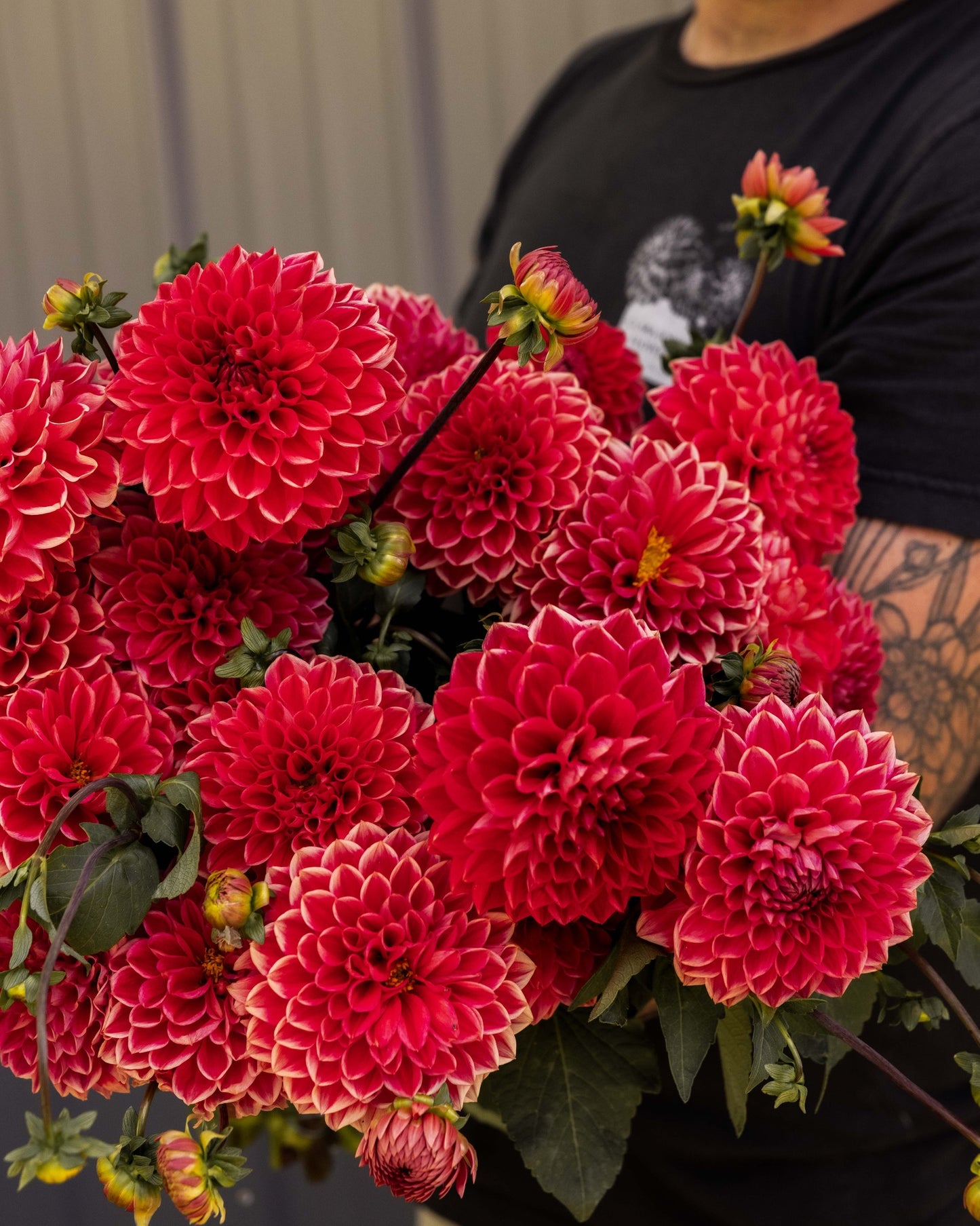 RC- Dahlia 'Intrigue' (4 pack)