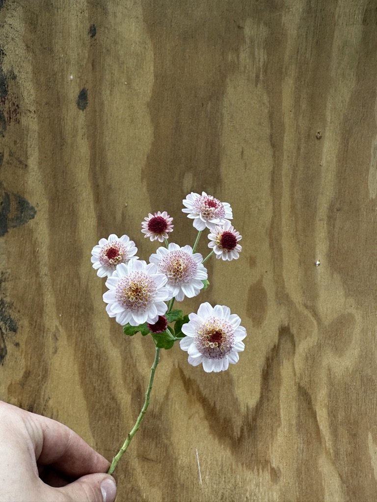 URC 'Rome' Chrysanthemum 10 Cuttings