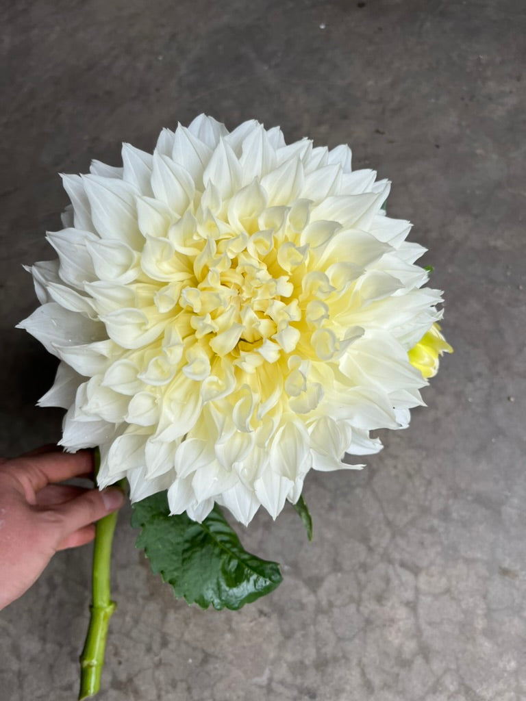 RC- Dahlia 'Fleurel' (4 pack)