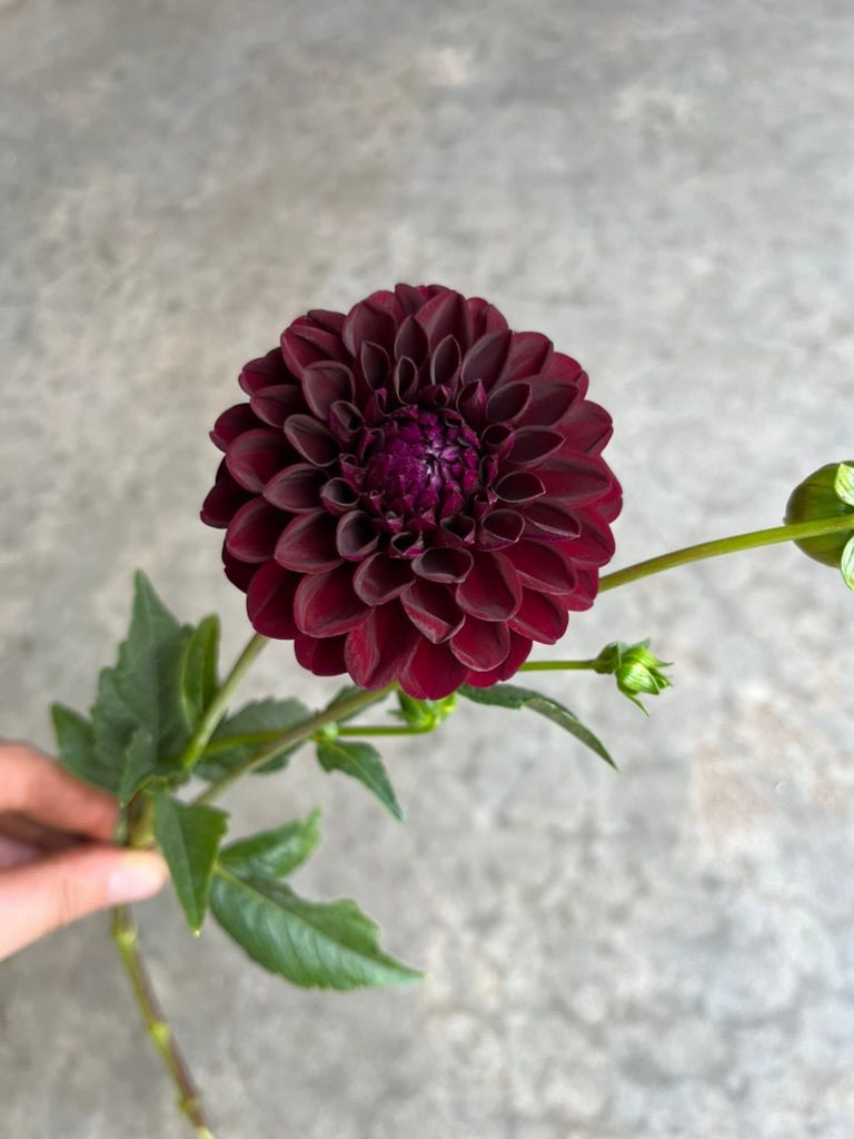 RC- Dahlia 'Gypsy Night' (4 pack)