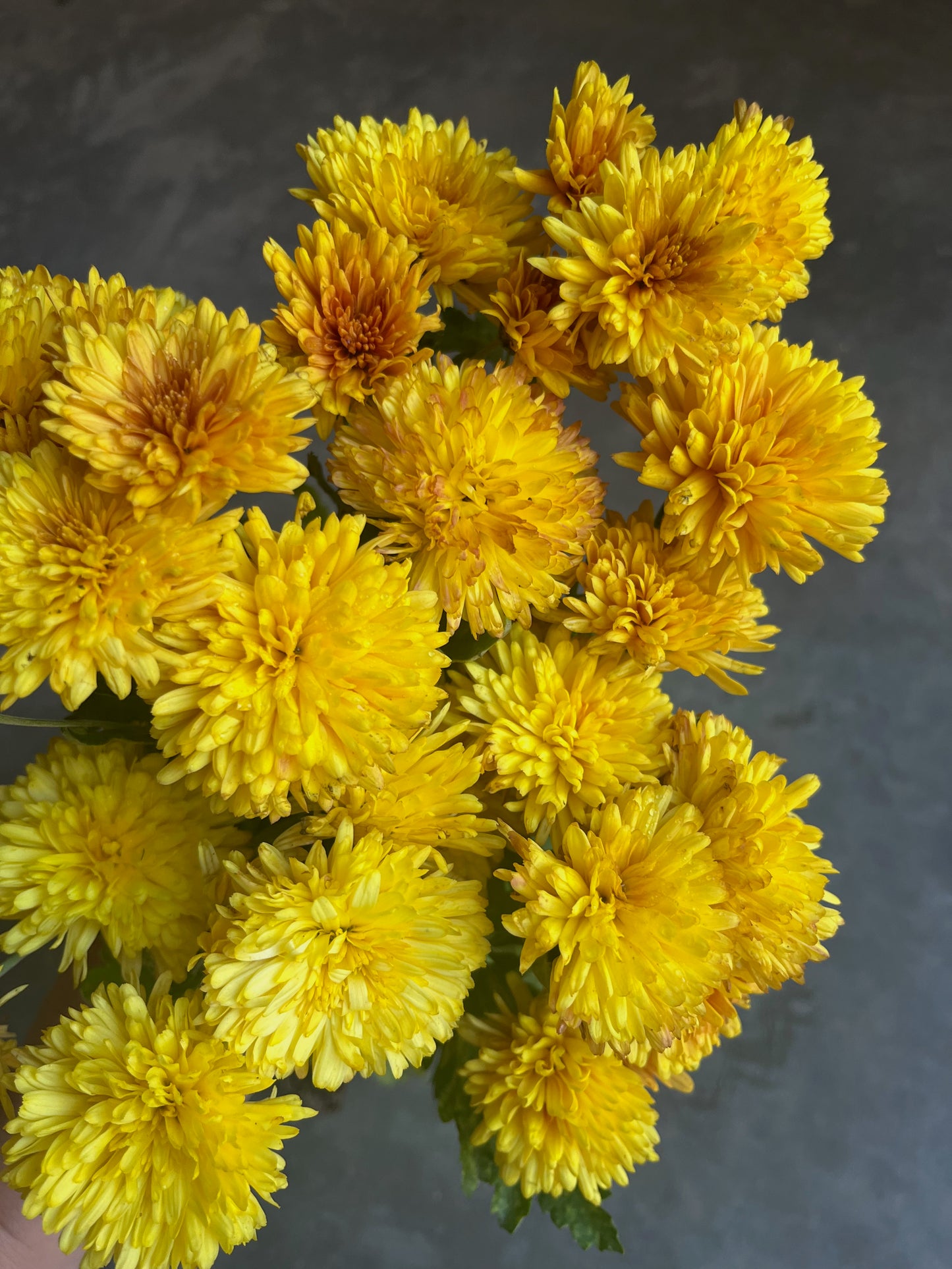 RC- Chrysanthemum 'Grandeur' (4 pack)