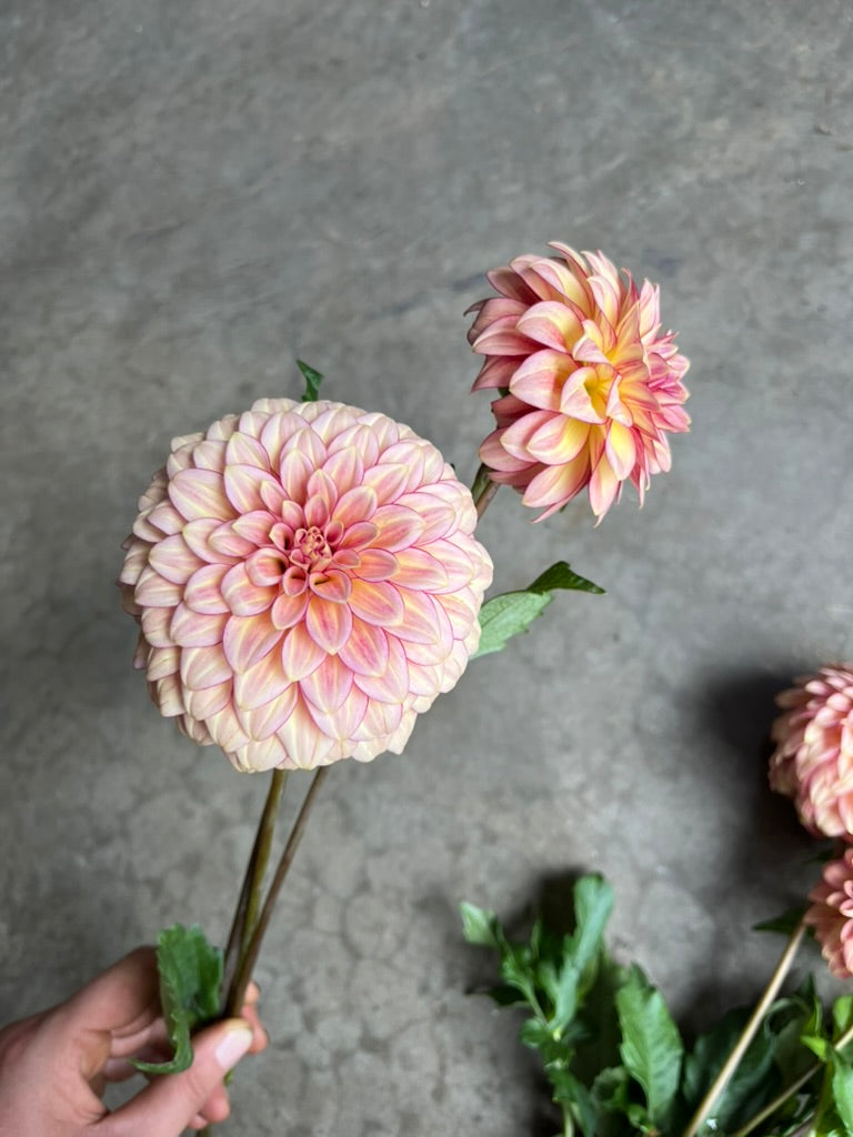 RC- Dahlia 'RM Raspberry Twinkle'