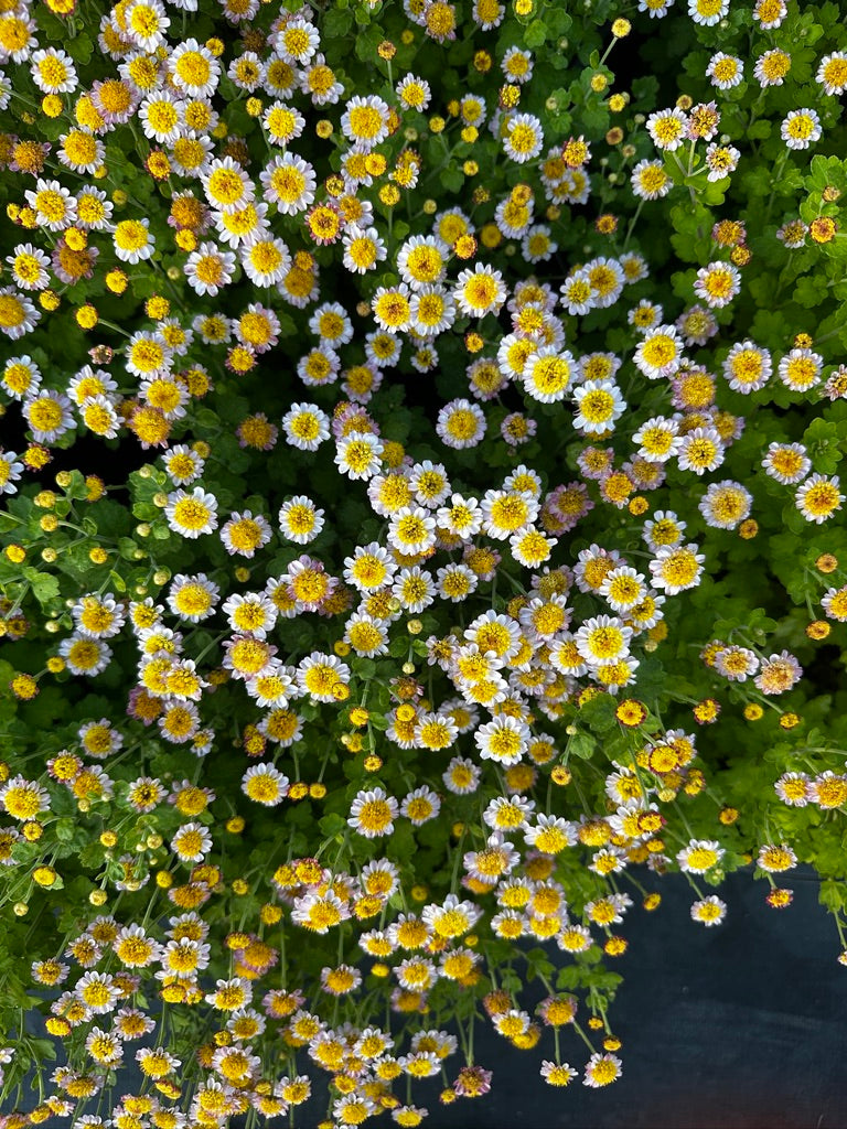 RC- Chrysanthemum 'Rome' (4 pack)