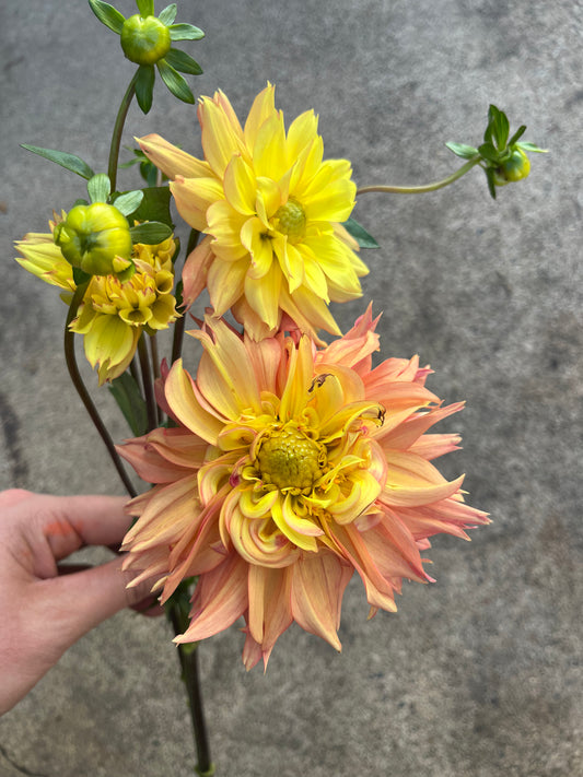 RC- Dahlia 'Frey Boys' (1 plant)