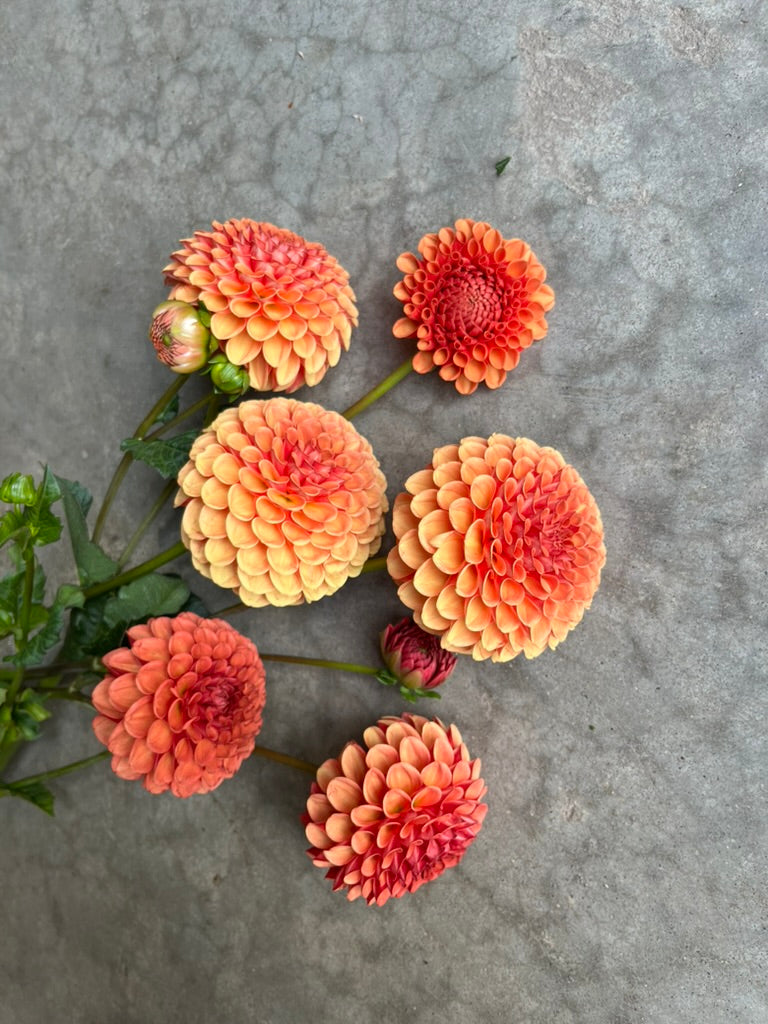 RC- Dahlia 'Valley Rust Bucket'  (4 pack)