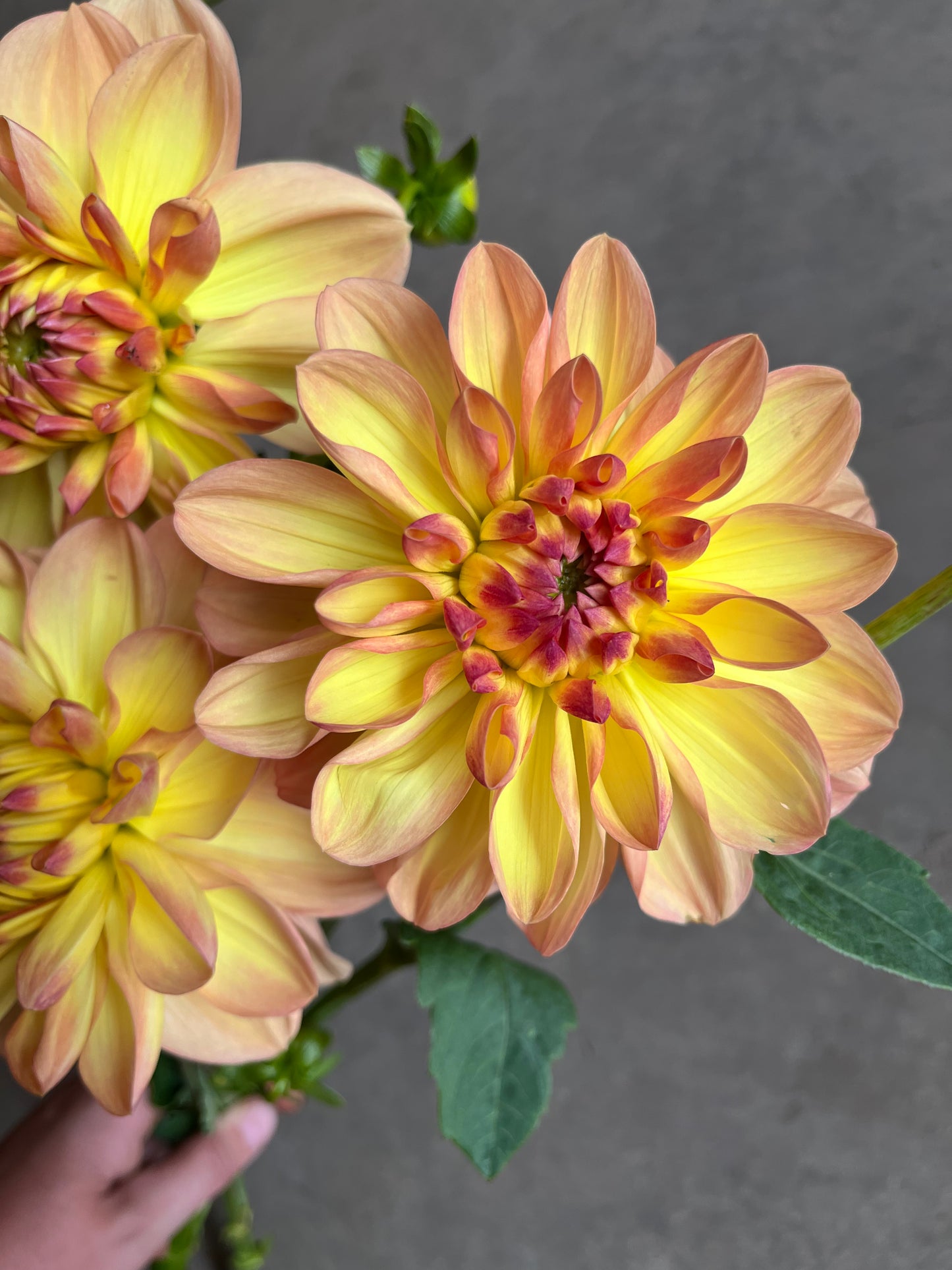 RC- Dahlia 'Ace Summer Sunset' (4 pack)