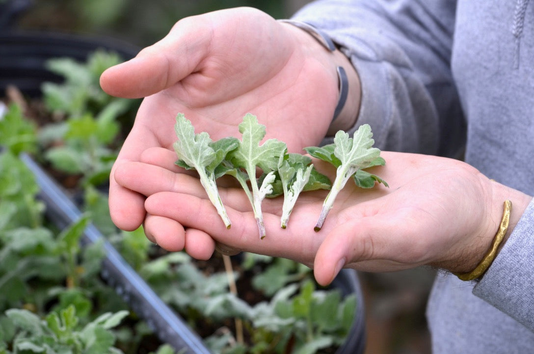 URC - Chrysanthemum 'Chiffon' 10 Cuttings