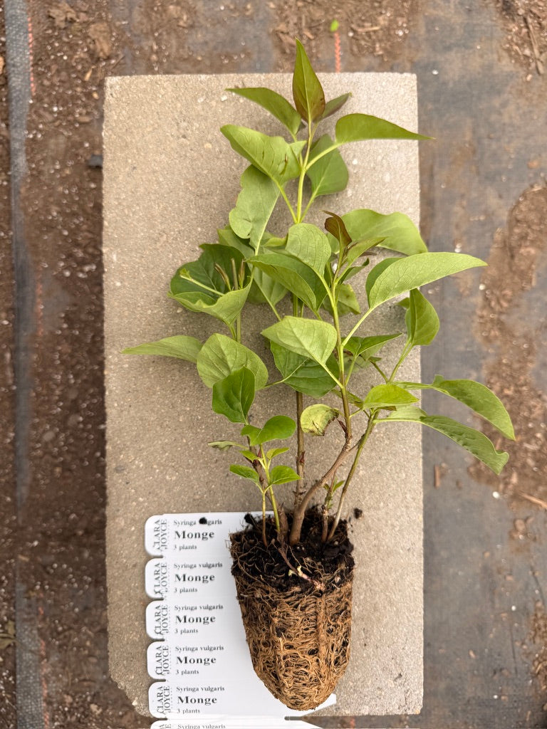 Syringa vulgaris 'Monge'