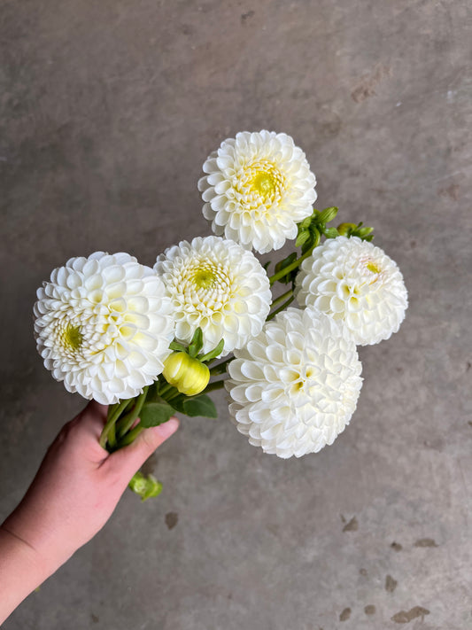 RC- Dahlia 'L'Ancresse'  (1 plant)