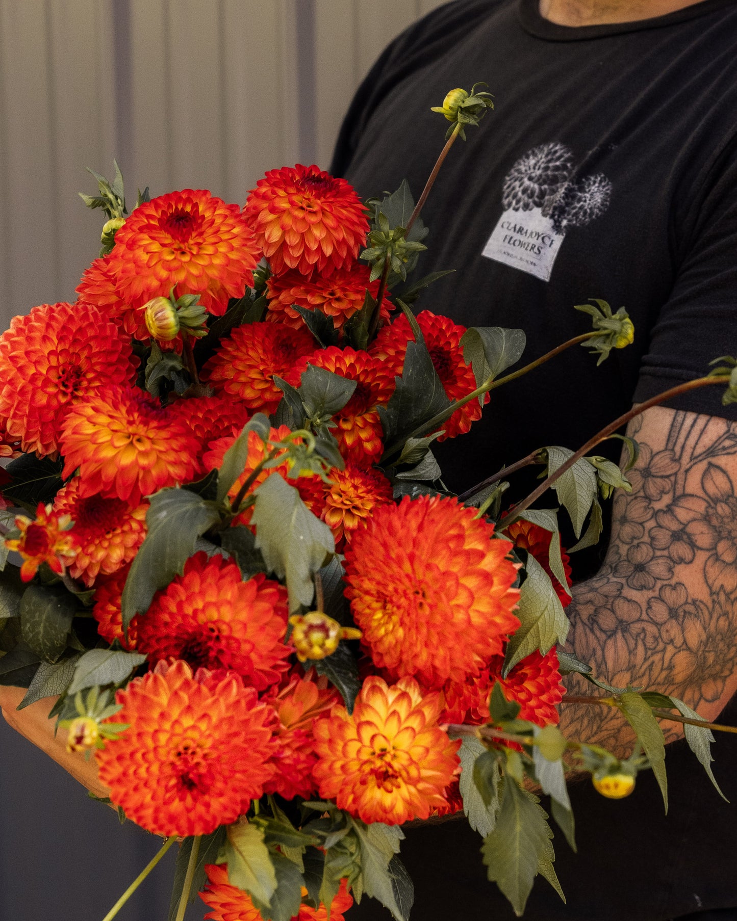 RC- Dahlia 'Mardi Gras'  (4 pack)