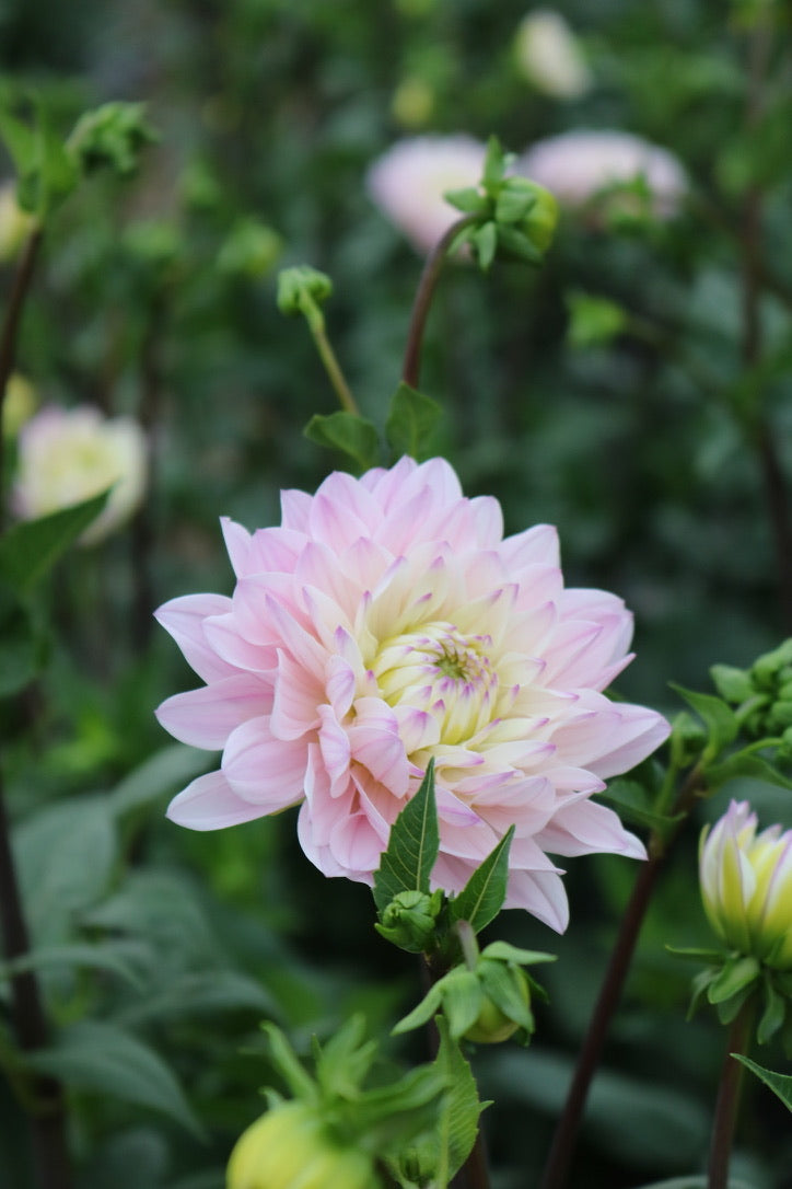 Bulk Dahlia Tuber 'Silver Years'