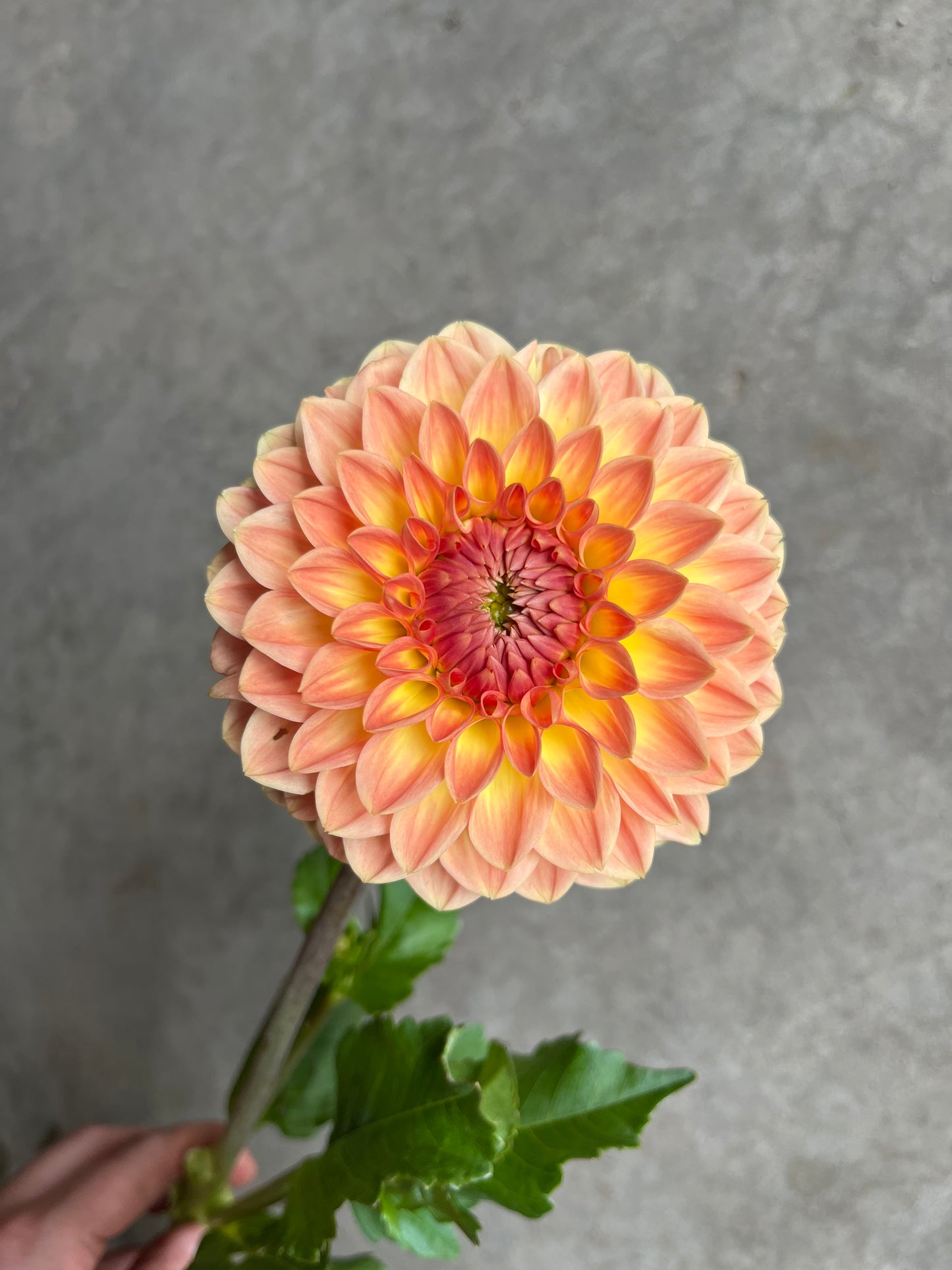 RC- Dahlia 'Blyton Softer Gleam' (4 pack)