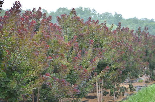 Quart - Smokebush 'Royal Purple'