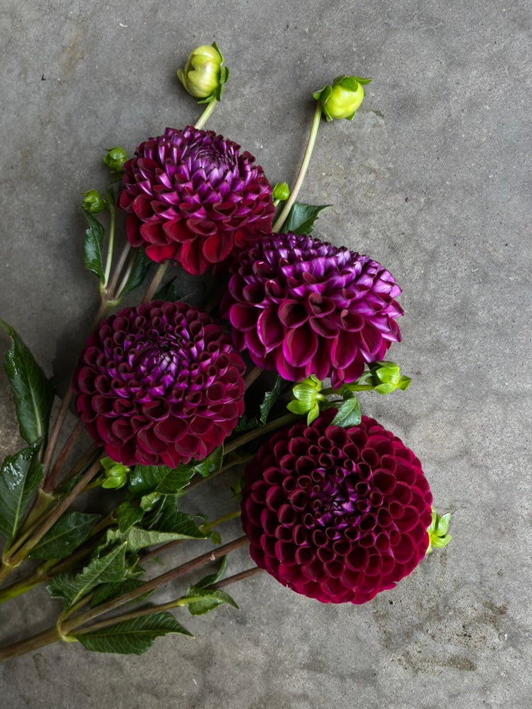 RC- Dahlia 'Ivanetti' (4 pack)