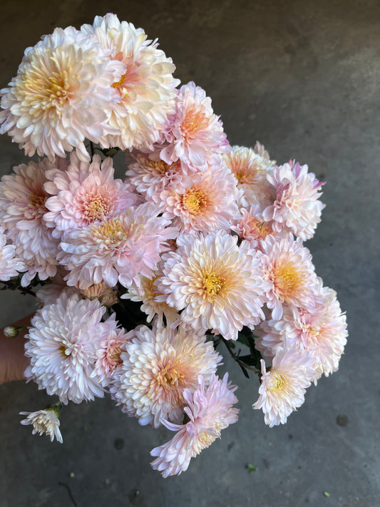 RC- Chrysanthemum 'Helen Mae' (4 pack)