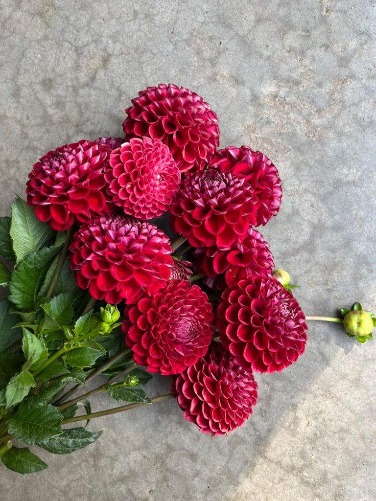 RC- Dahlia 'Cornel' (4 pack)