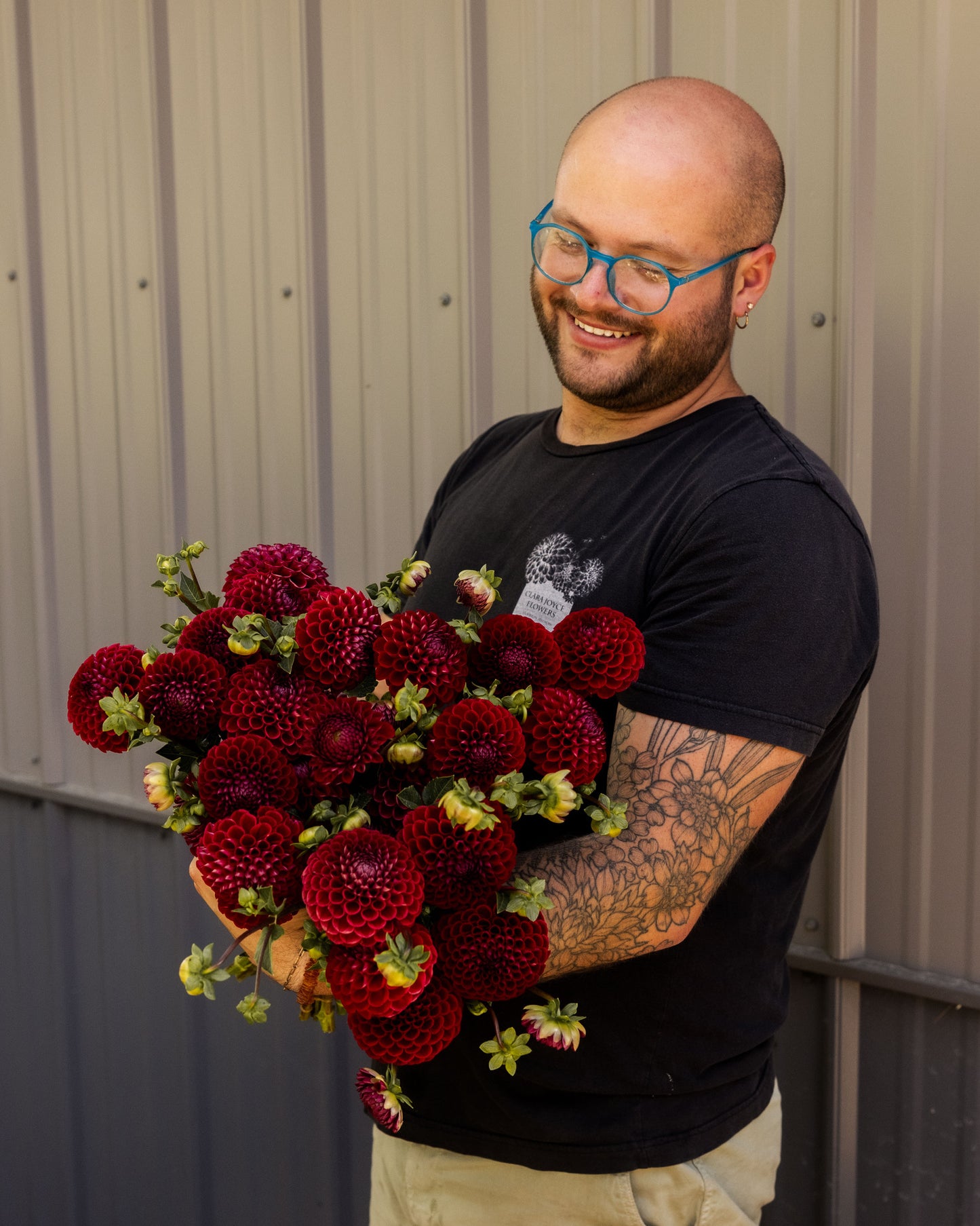 RC- Dahlia 'Cornel'  (4 pack)