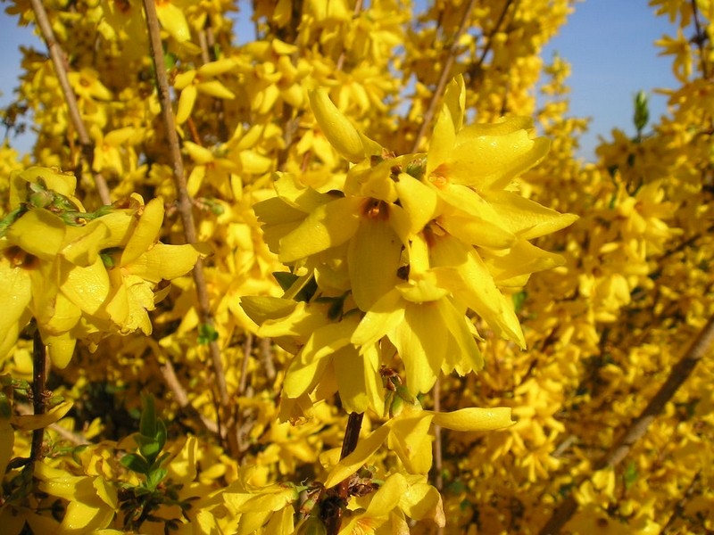 Forsythia intermedia 'Lynwood Gold'