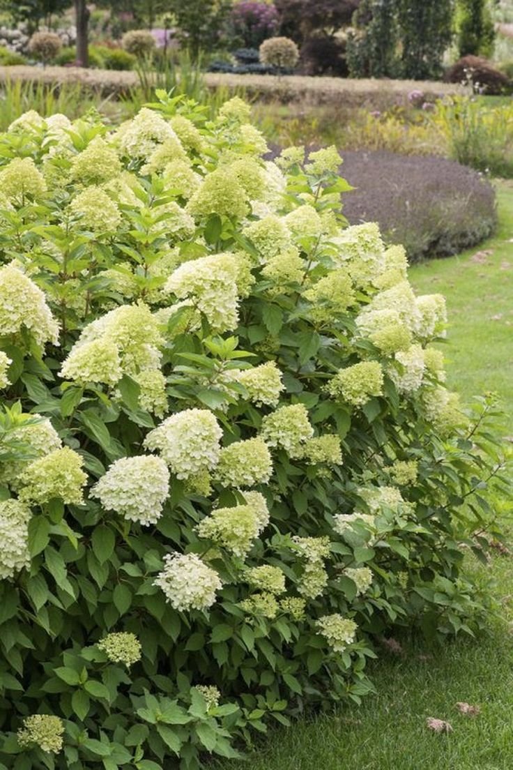Hydrangea paniculata 'Limelight', lot of 3
