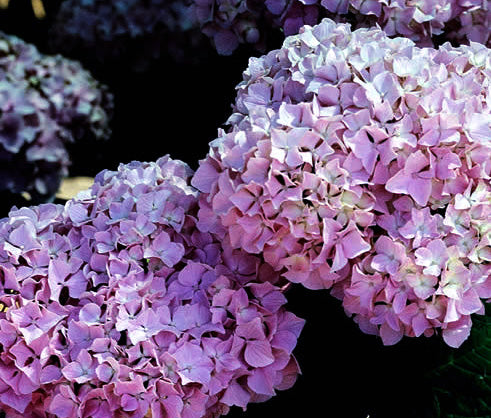 Hydrangea macrophylla 'All Summer Beauty'