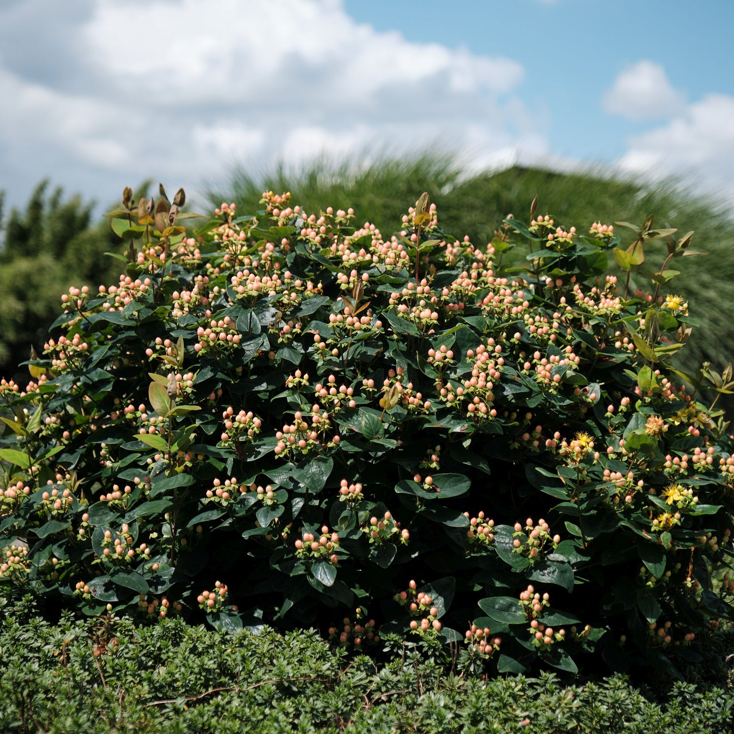 Hypericum inodorum 'Magical Beauty'
